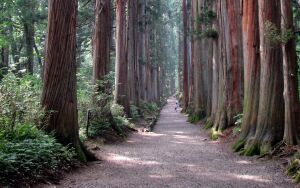 Аллея старых деревьев