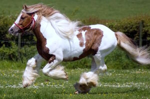 Цыганская упряжная лошадь