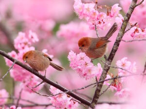 Птички весной