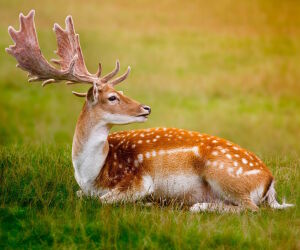 Белохвостый олень