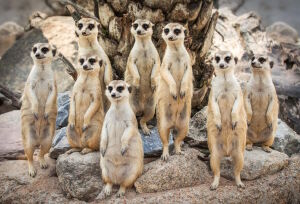 Семейство сурикатов