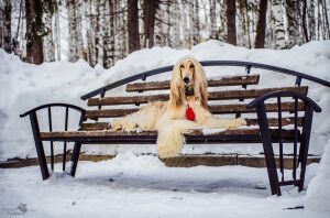 Афганская борзая собака