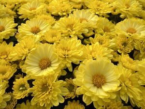 Желтые астры