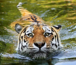 Мокрый тигр