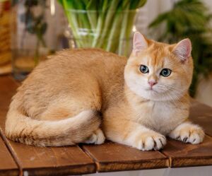 Кошка с коготками