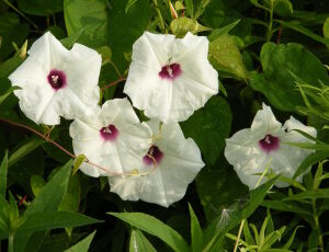 Белые вьюнки