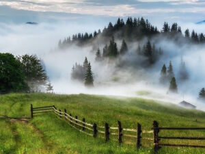 Туман и елки