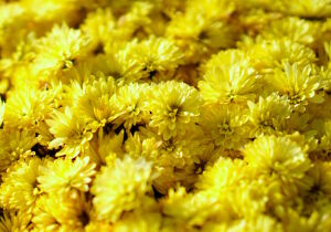 Желтые хризантемки