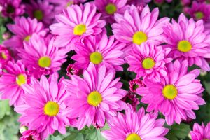 Фиолетовые хризантемы