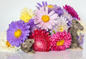 Хризантемы и мышата