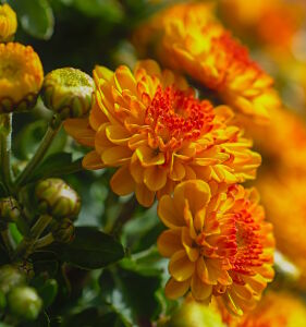 Огненная хризантема