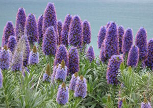 Эхиум подорожниковый