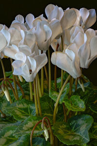 Белый цикламен