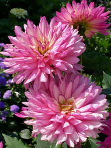 Розовые крупные георгины