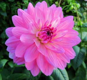 Светло розовая георгина