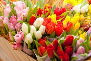 Микс тюльпанов