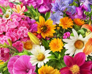 Цветы летние