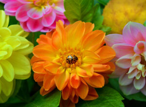 Божья коровка в георгине