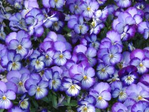 Синяя фиалка фон