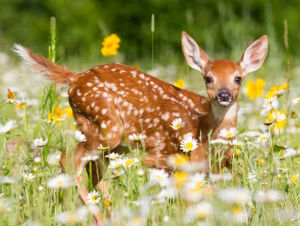 Олененок в ромашках