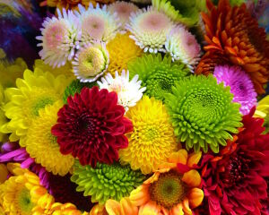 Хризантемы красочные