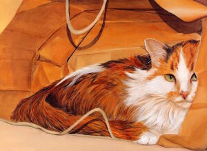 Кот в пакете