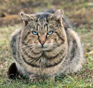 Лесной суровый кот