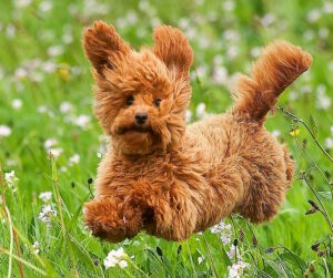 Шустрый пудель