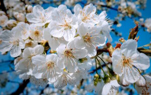 Вишневый цвет