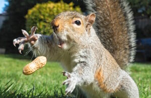 Бешеная белка