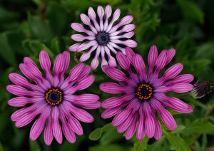 Три цветка остеоспермума