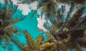 Пальмы и небо