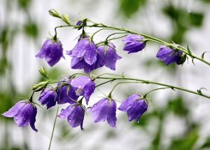 Синий колокольчик