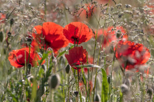 Маки и трава
