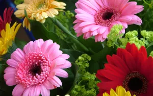 Герберы в зелени