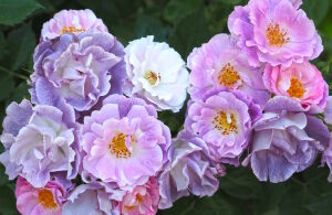 Необычная кустовая роза