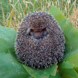 Еж на листьях