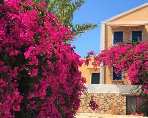 Цветущий Санторини