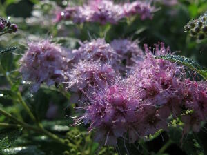 Спирея японская