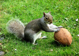 Белка с кокосом