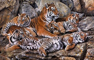 Большие тигрята с мамой