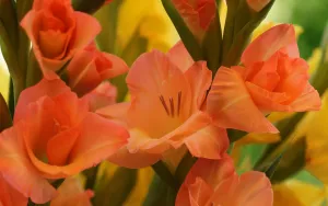 Гладиолусы персиковые