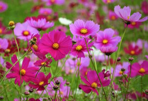 Яркие цветы космеи
