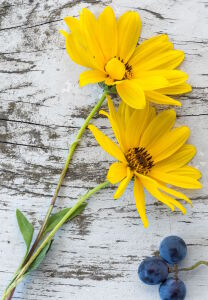 Цветы топинамбура