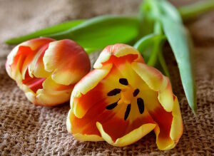 Два тюльпанчика