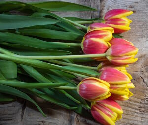 Тюльпаны розово-желтые