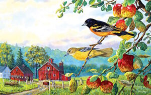 Птицы и ферма