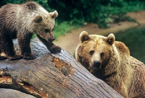 Медвежонок на бревне