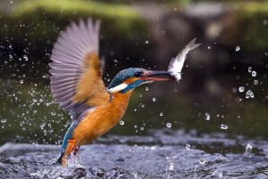 Зимородок рыболов