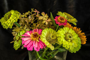 Салатовые циннии